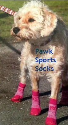 RC Pets Sport PAWks Anti-Slip Dog Socks